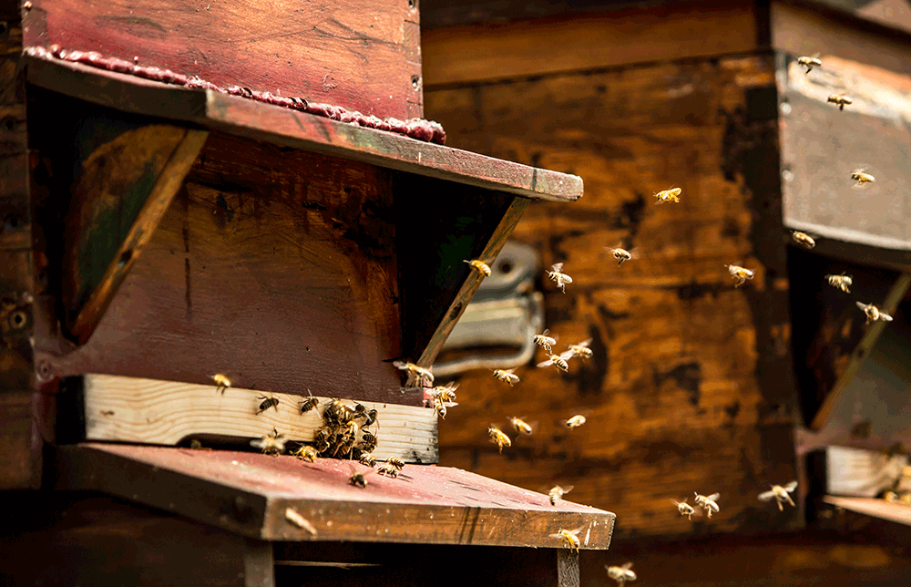 TheAlpinaGstaad_Sustainability_AlpinaBeeHives