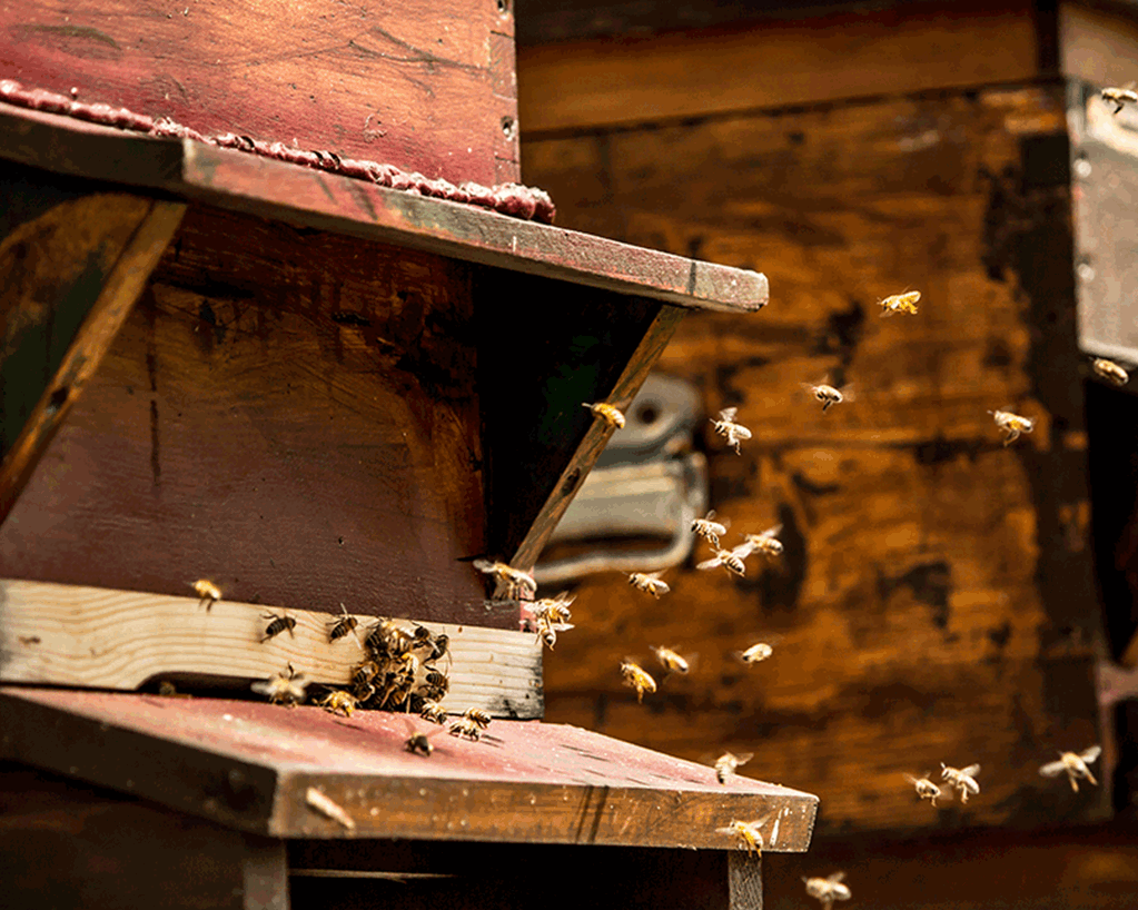 TheAlpinaGstaad_Sustainability_AlpinaBeeHives