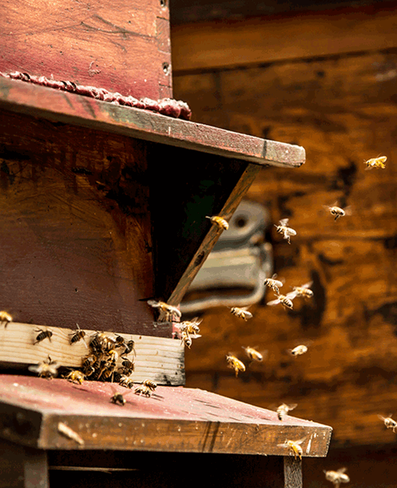 Nos abeilles
