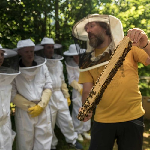 The fascinating world of bees