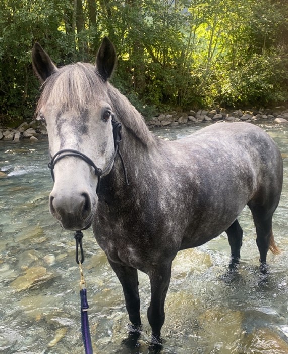 Horseback riding