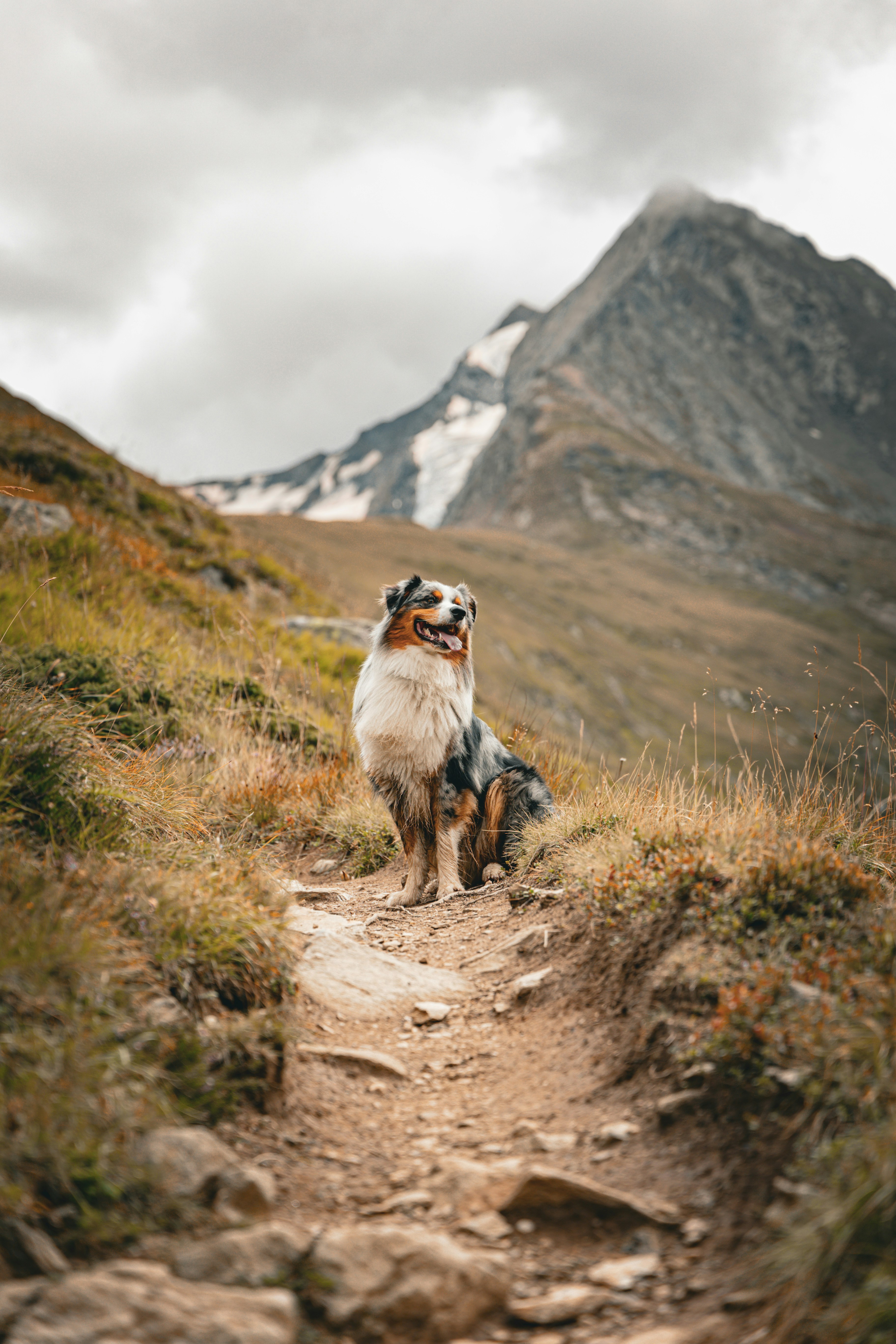 DogMountainAlpinaGstaad